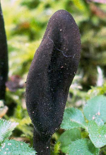 Trichoglossum hirsutum